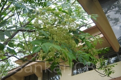 Melia dubia